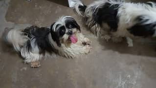 Shihtzu confirm stud male for sale and stud