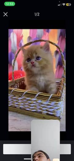 Persian cat for sale male or female my WhatsApp03294868556