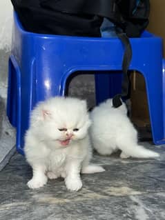 persian kittens for sale