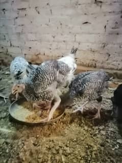 6 aseel cross mix chicks for sale