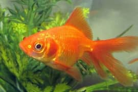 faintail gold fish