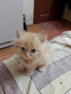 Persian kitten