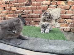 premium quality persian kittens