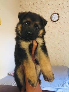 German shepherd puppy