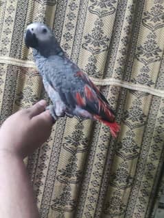 Highly Red Factor Grey Parrot