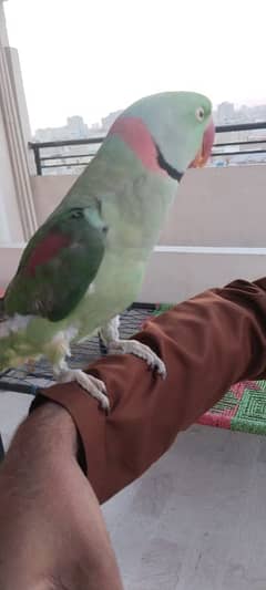 Green ring parrot he can talk in english