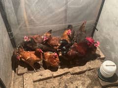 hen for sale