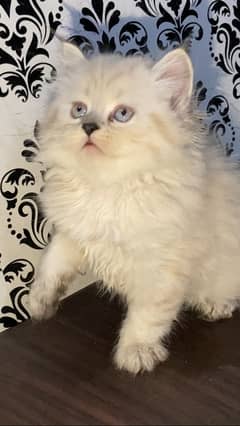 Persian kitten triple coated