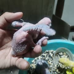 Green ringneck chicks on pinfeaders for sale