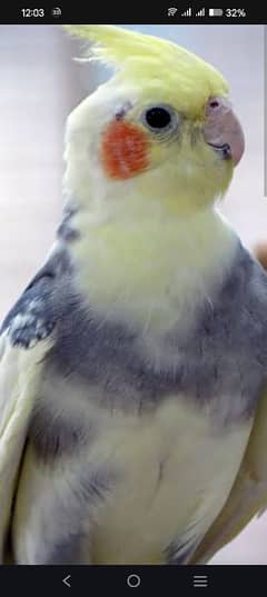 cockatiel