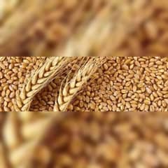 wheat