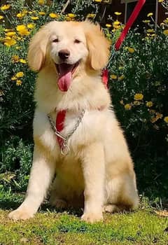 Golden Retriever Pure Breed