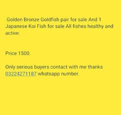 Golden Bronze Goldfish pair for sale And 1 Japanese Koi Fish