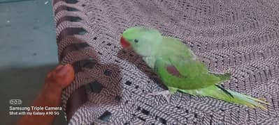 Raw parrot chiks  for sale  age 3 month