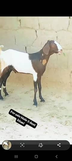 2 dant tapra bakra