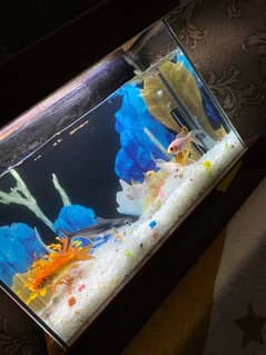 Fish Aquarium with fishes