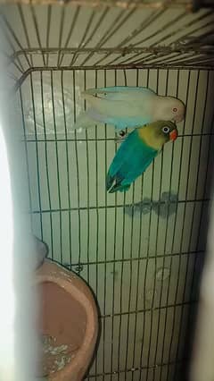 Albino red eye/Parblue split ino breeder pair for sale