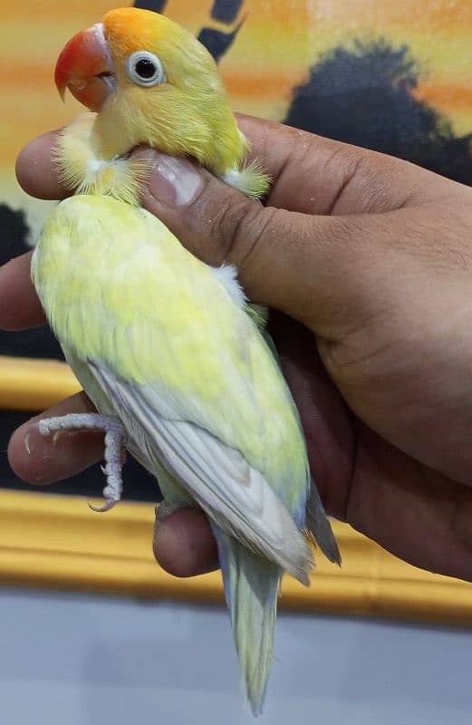 PARBLUE SPLIT PALEFALLOW - Parrots - 1099781803