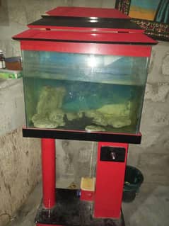 fish aquarium