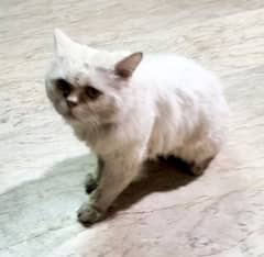 Persian Cat White Color For Sale