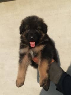 German shepherd puppies for sale