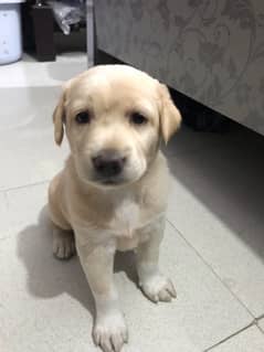 Labrador puppy