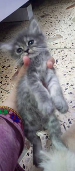 Persian triple coated kittens