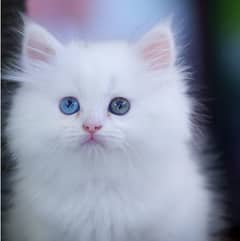 ODD EYE PURE PERSIAN TRIPLE COATED BLUE EYES kitten for sale