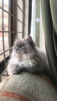 Himalayan female kitten