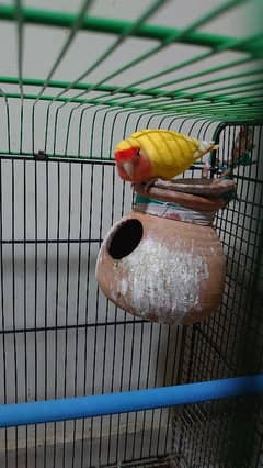 adult pair  breeder pair without cage