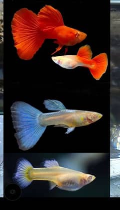 Fancy guppy: Albino Red, Albino gold platinum