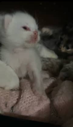 persian white kitten