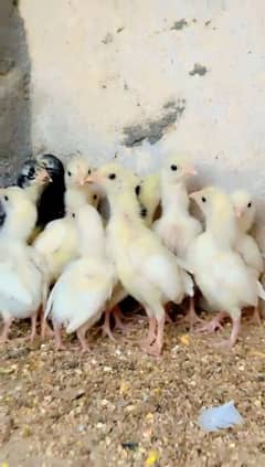 White Shamo Chicks