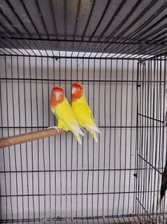 lovebirds