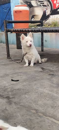 russian addelt pair and pup.