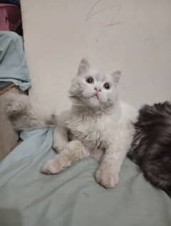 3 Persian Cats 2 Male And 1 Female Each Price 5000