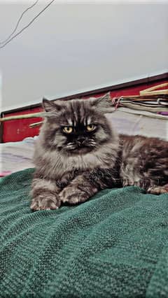 Persian triple cortes male cat