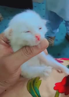 Persian kittens available whats nno  03121196169
