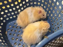 hamster babies and adults