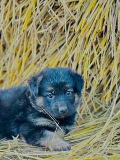 Black and tain Shepherd Long Coat female | German Shepherd Puppies