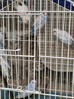 1 Australian female parrot only price 300 sif female parrot hai