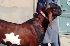 Desi Bakra far urgent sale WhatsApp number on 03487390292)