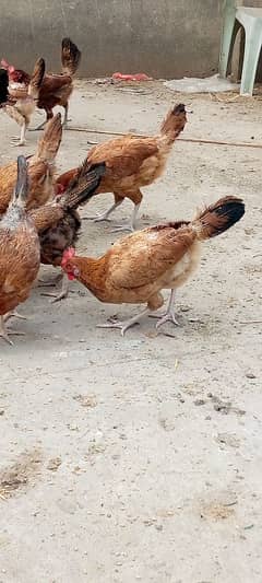 "Golden Misri Hens for Sale – Healthy & Egg-Laying"