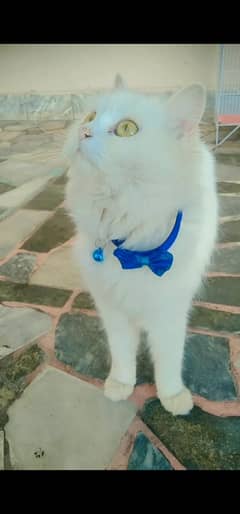 Persian cat double coated