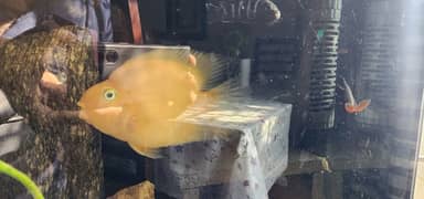 Parrot & Chiclid Fishs for Sale