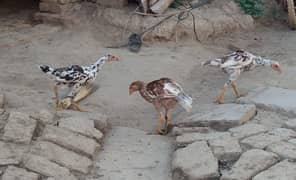 Aseel Chicks (2 x 4000 = 8000)