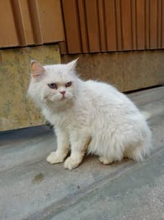 Female Persian Cat