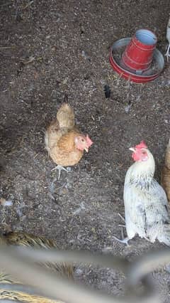 golden misri egg laying 4 hens for sale desi murgi