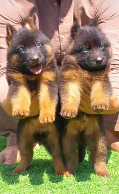 German Shepard long coated puppies for sale