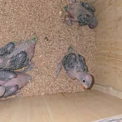 green parrot chicks